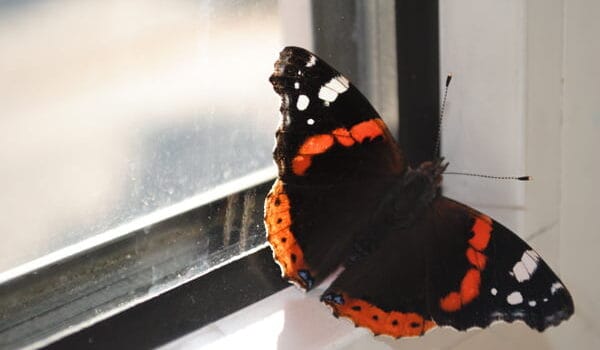 Johanna (70): ‘Een leven zonder seksualiteit is misschien veel eenvoudiger’ Johanna (70): ‘Een leven zonder seksualiteit is misschien veel eenvoudiger’