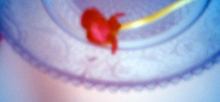 Beeldcolumn – Pinhole fotografie: lente, bloesem en ranonkels