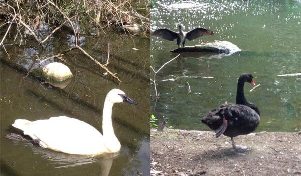 Witte zwanen, zwarte zwanen Witte zwanen, zwarte zwanen