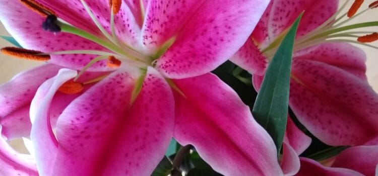 Moeder worden in coronatijd Moeder worden in coronatijd